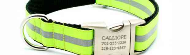Reflective Dog Collar For The Winter Months