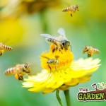 Bee & flower