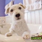 Dog Grooming
