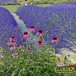 Lavender & Echinacea