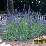 Lavender Plant