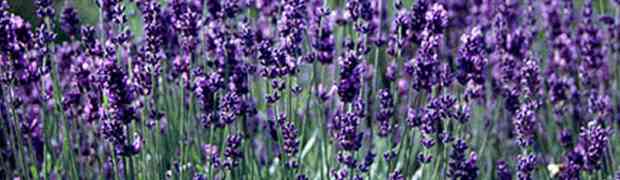 Lavender - Lavandula Hidcote Plant Profile