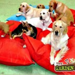 The Dog Ranch