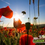 poppies & bees