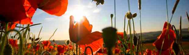 Wildflower Seeds & Bees in Ireland