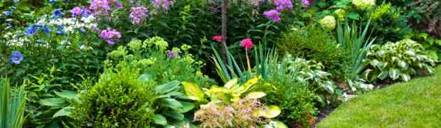Tips on Buying Garden Plants