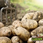 Harvesting Potatoes