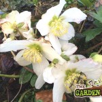 Hellebores