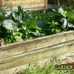 Old Raised Bed