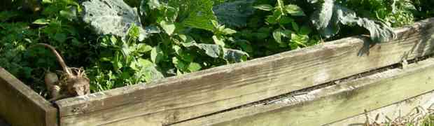 Building a Raised Bed