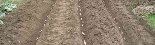 Soil Preparation For Growing Potatoes