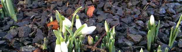 Today in the Garden – Snowdrops in Bloom