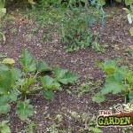 Weeds on Vegetable Plot