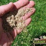Sowing Lawn Seed