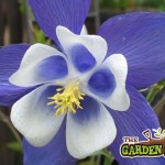 Aquilegia Blue