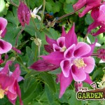 Aquilegia Pink