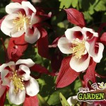 Aquilegia Red