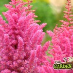 Astilbe-1