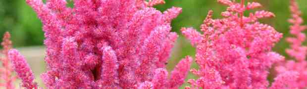 Astilbe Fanal Plant Profile