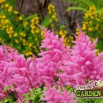 Astilbe Drift