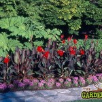 Canna Lilies