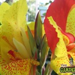 Canna Lily