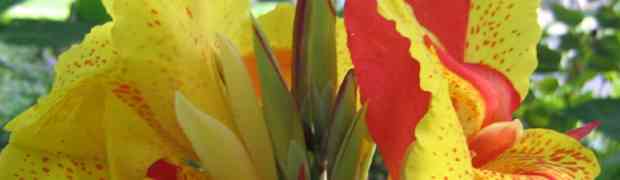 Growing Canna Lily