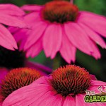 Echinacea Flower