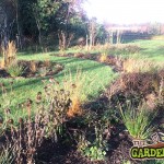 Echinacea in Winter Sun