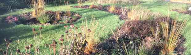 Echinacea For a Winter Display