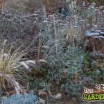 Frosty Echinacea