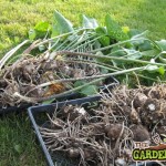 Overwintering Canna Lily