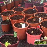 Summer Bulbs in Pots