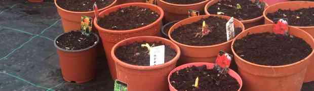 Potting My Summer Flowering Bulbs