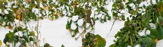 Vegetable Seeds for Christmas Dinner