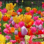 Cheap Tulips
