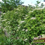 Guelder Rose