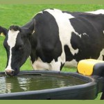 Happy Cow