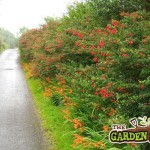 Irish Fuschia