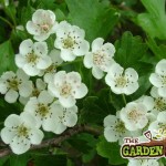 Native Irish Whitethorn