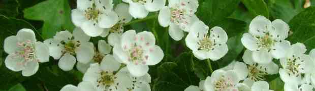 Native Plants of Ireland