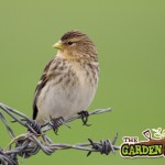 Wild birds Ireland