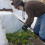 Winter Harvest