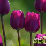 tulip