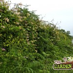 Native Hedgerow