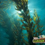 Seaweed