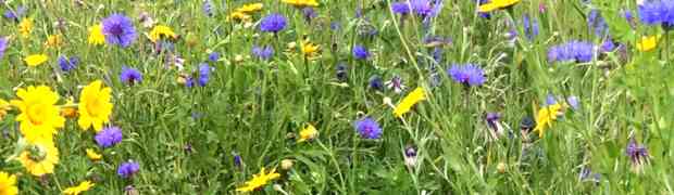 Wildflower Seeds For Weddings