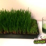 Harvesting Wheatgrass