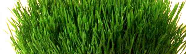 How to Grow Wheatgrass Seeds