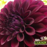 Dahlia